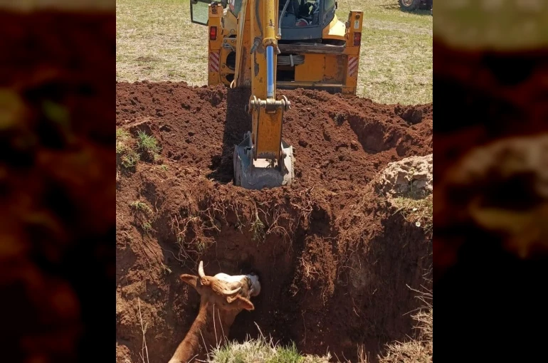 Ekipler seferber oldu, çukura düşen inek kurtarıldı 