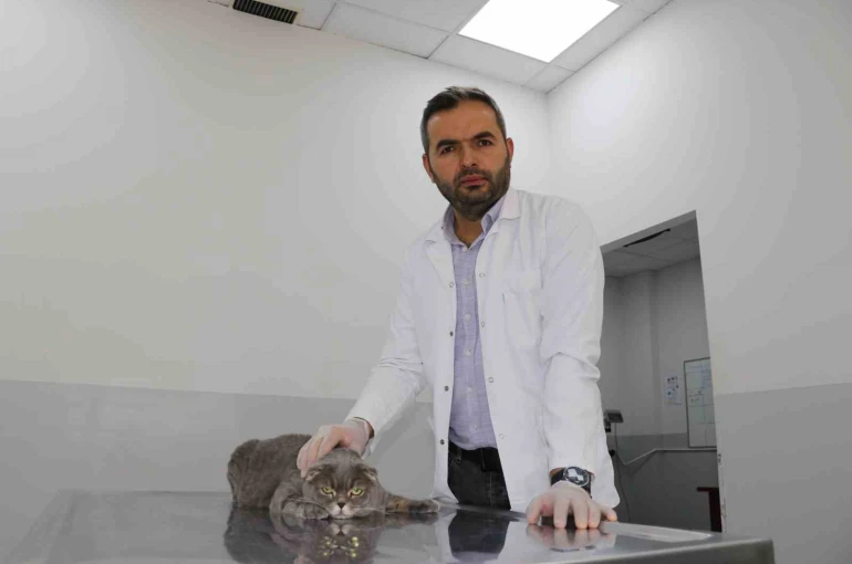 Ekmek kavgası bitti, kedi ve köpekler dost oldu