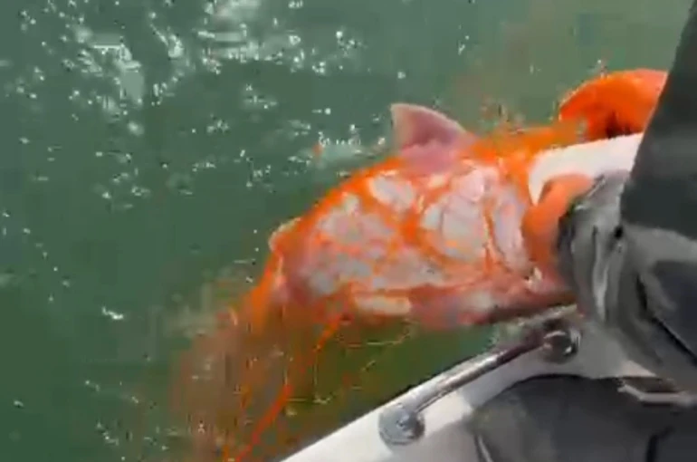 Elazığ’da 30 kiloluk dev Fırat turnası yakalandı 