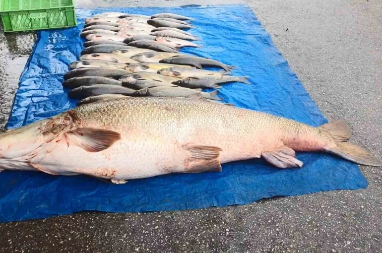 Elazığ’da 52 kilogram ağırlığında turna yakalandı 