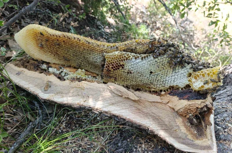 Elazığ’da ağaç kovuğundan kilo kilo bal çıktı