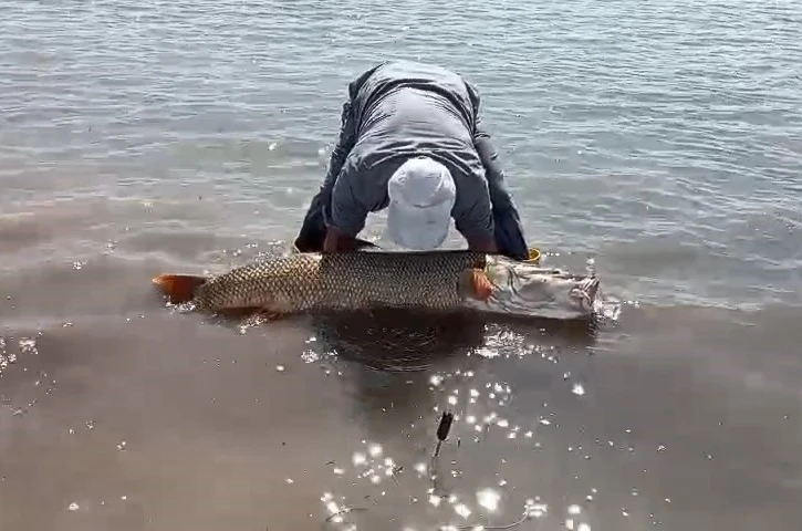 Elazığ’da amatör balıkçılar 65 kilo ağırlığında turna balığı yakaladı 