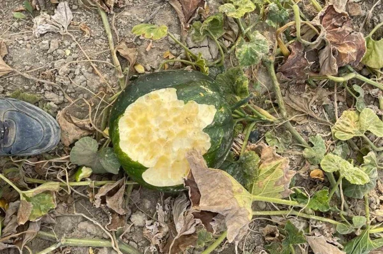 Elazığ’da bahçeler domuzlarının istilasına uğradı 
