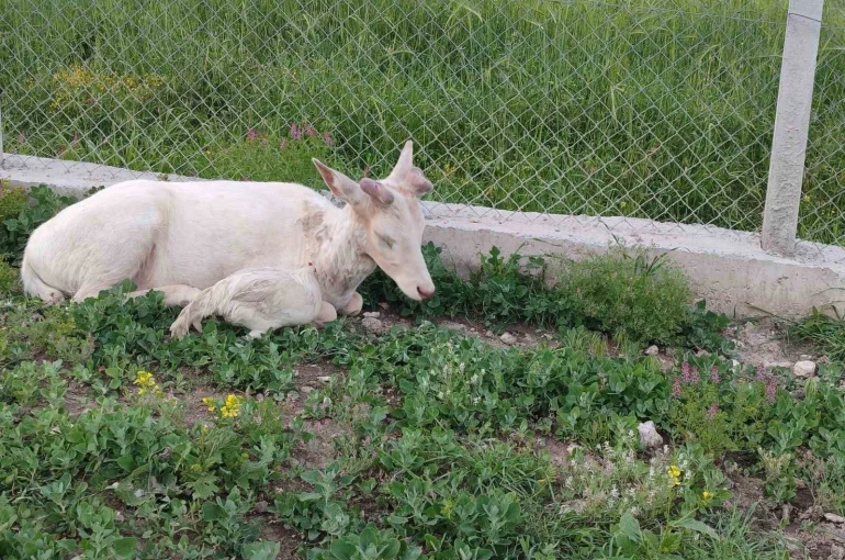 Elazığ’da beyaz ala geyik bu kez koyun sürüsünde görüldü 
