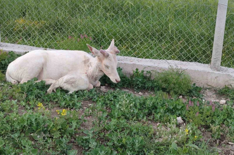 Elazığ’da beyaz alageyik evin bahçesine indi 