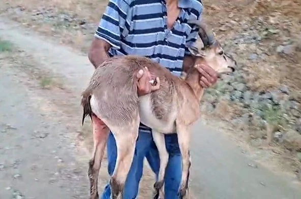 Elazığ’da bir şahıs, köpeklerin saldırdığı dağ keçisini kucağında taşıdı