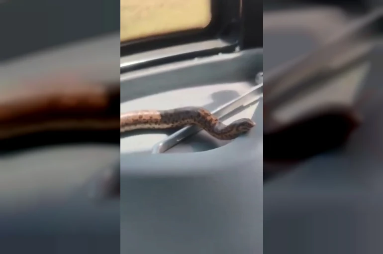 Elazığ’da bir vatandaş, yakaladığı yılanı traktörle gezdirdi 