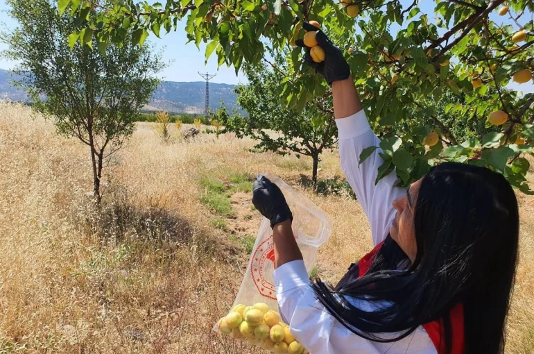 Elazığ’da bitkisel üretim alanlarında pestisit kalıntısı denetimleri 