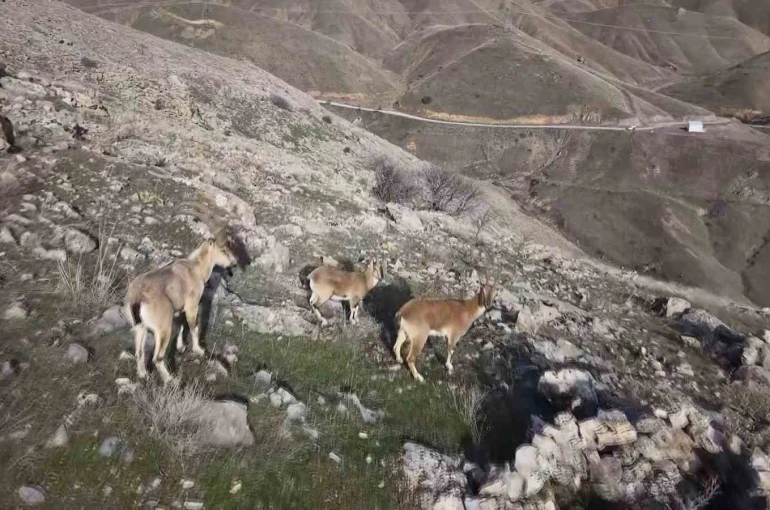 Elazığ’da dağ keçileri dron ile görüntülendi
