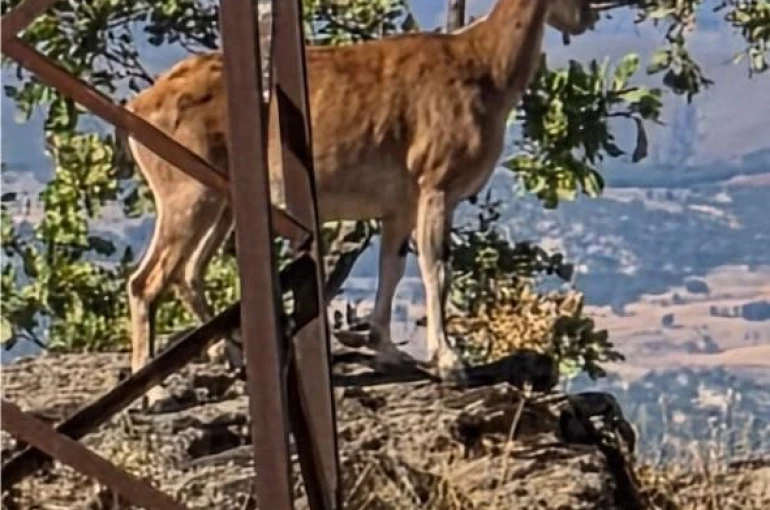 Elazığ’da dağ keçileri görüntülendi