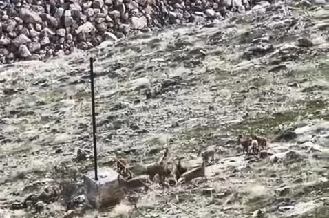 Elazığ’da dağ keçileri sürü halinde görüldü