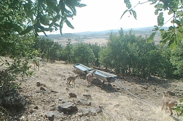 Elazığ’da dağ keçilerinin sıvatlardan su içmesi fotokapanlara yansıdı 
