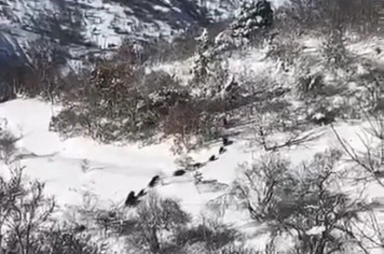 Elazığ’da domuz sürüsü görüldü 