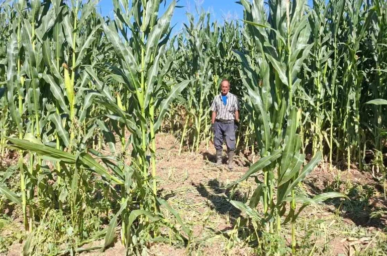 Elazığ’da domuz sürüsü mısır tarlasını talan etti