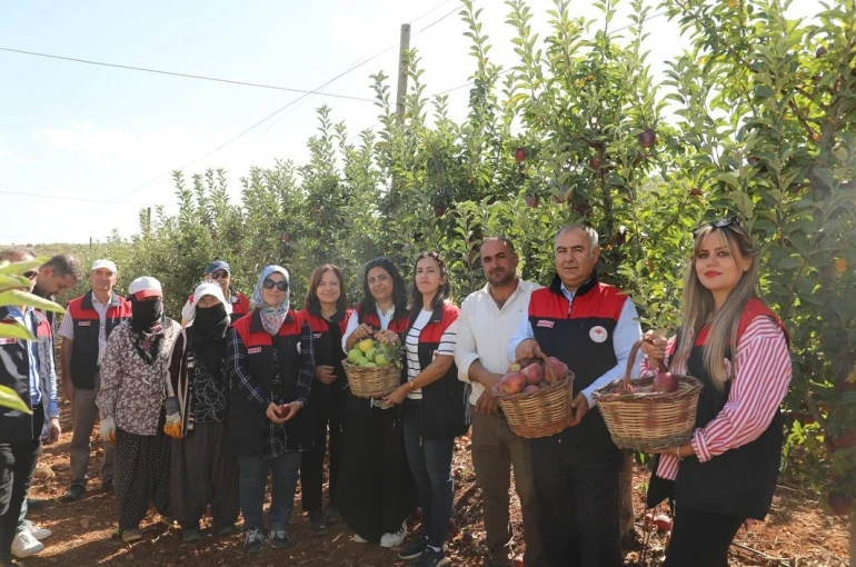 Elazığ’da elma hasadı 