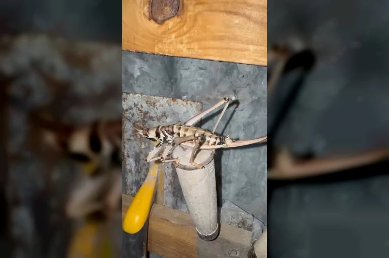 Elazığ’da etçil çekirgeler görüntülendi 