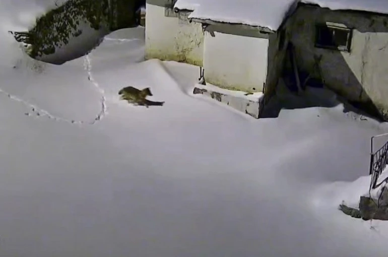 Elazığ’da evin çevresinde yiyecek arayan kurt kamerada