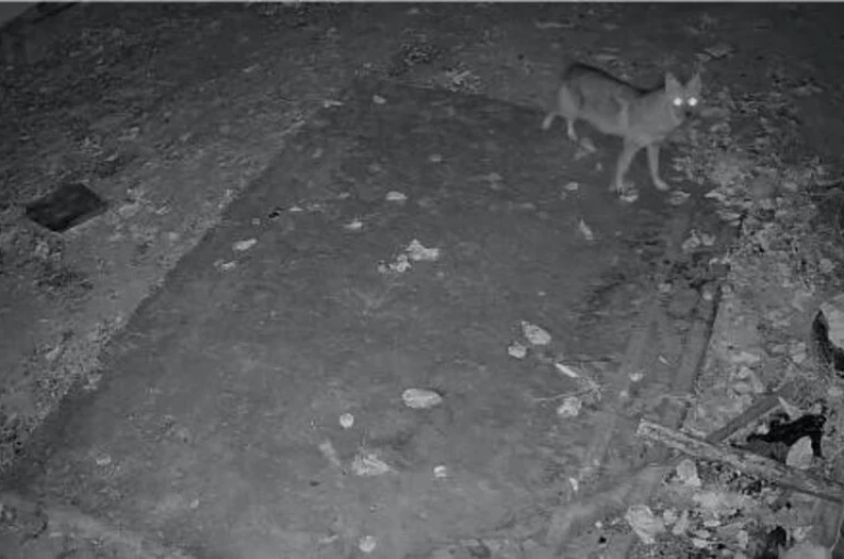 Elazığ’da evin etrafında yiyecek arayan çakal kamerada 