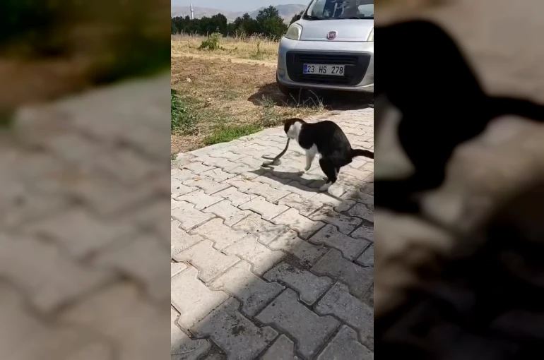 Elazığ’da kediyle yılanın kavgası kameraya yansıdı