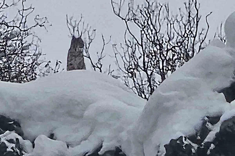 Elazığ’da koruma altındaki vaşak görüntülendi