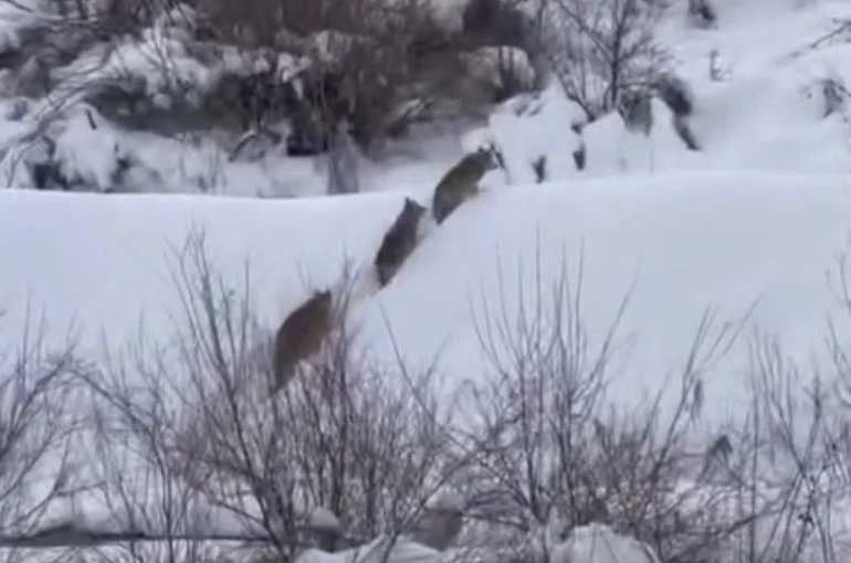 Elazığ’da kurt sürüsü görüldü