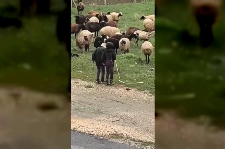 Elazığ’da minik çobanların sürü başında halayı 