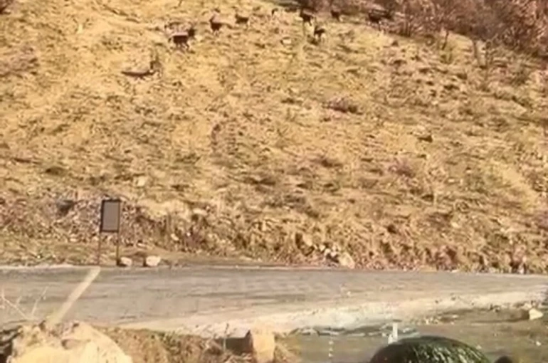 Elazığ’da nesli tükenme tehdidi altında olan dağ keçileri görüldü 