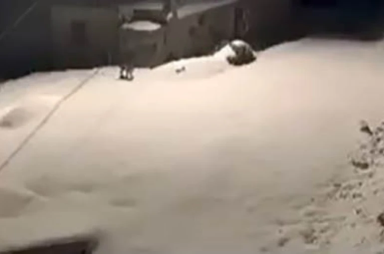 Elazığ’da nesli tükenmekte olan vaşak ailesi görüldü