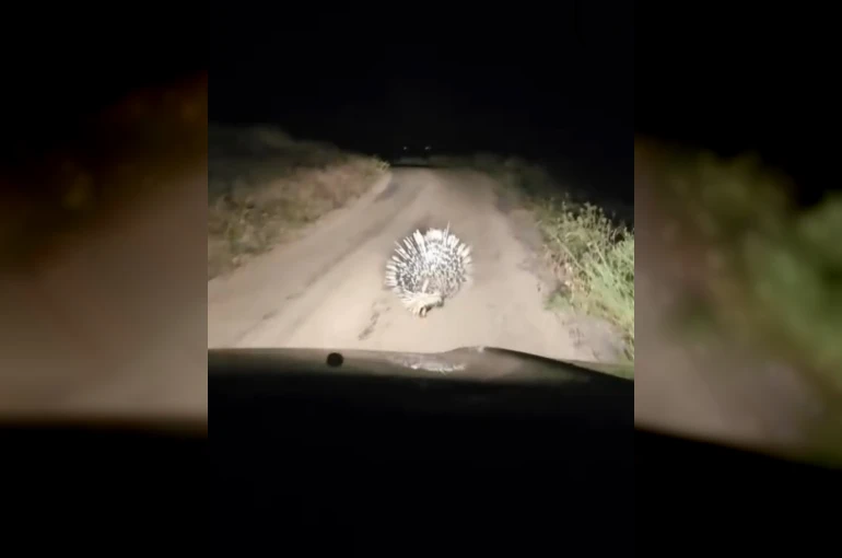 Elazığ’da oklu kirpi görüntülendi 