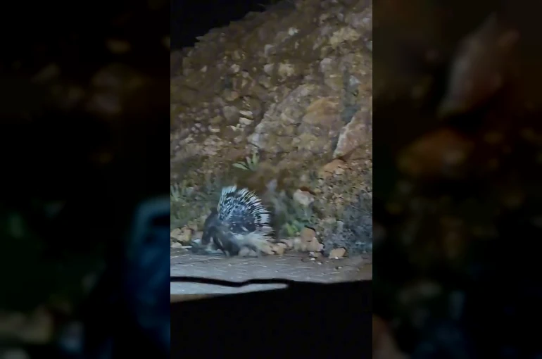 Elazığ’da oklu kirpi görüntülendi 