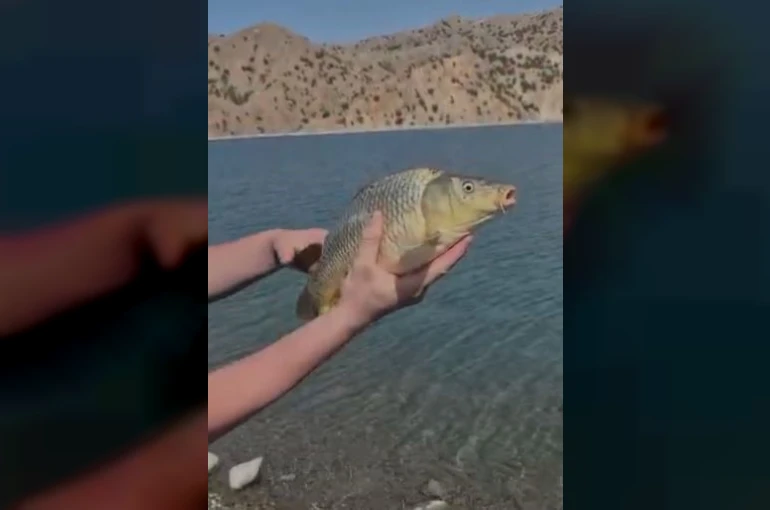 Elazığ’da oltaya takılan yavru sazan yeniden suya bırakıldı 