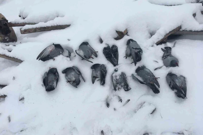 Elazığ’da onlarca güvercin donarak telef oldu 