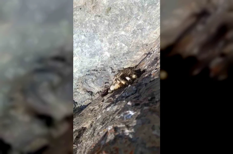 Elazığ’da sarp kayalıklarda oluşan doğal kaya balı bulundu