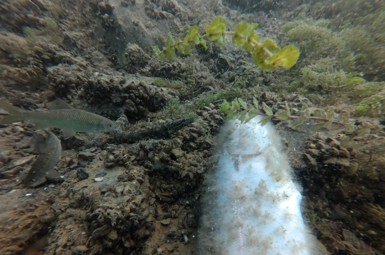 Elazığ’da su altı harikaları kayda alınıyor 