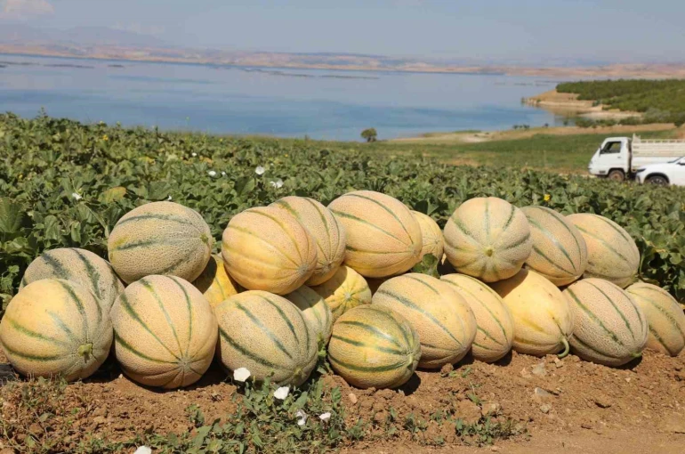 Elazığ’da yaklaşık 20 ton kavun hasadı bekleniyor