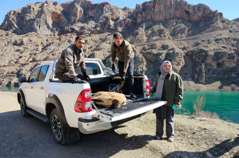 Elazığ’da yaralı dağ keçisi için ekipler seferler oldu 