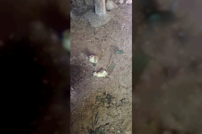 Elazığ’da yılan kümesteki 5 kaz yavrusunu telef etti 