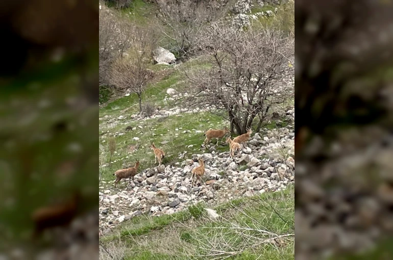 Elazığ’ın tarihi mahallesi Harput’ta dağ keçileri görüntülendi 
