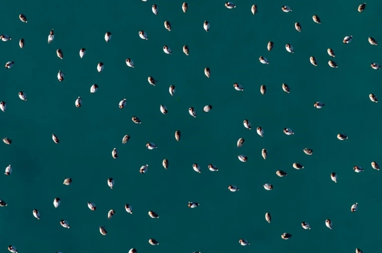 Elmabaş patka ördekleri Salda Gölü’nde havadan görüntülendi 