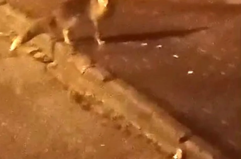 Elmadağ’da aç kalan tilkiler şehir merkezine indi 