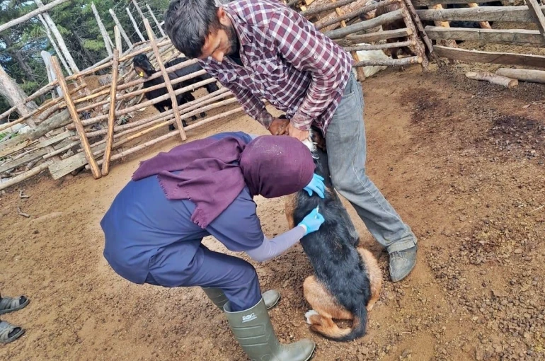 Emet’te küçükbaş hayvan sağlığı çalışmaları 