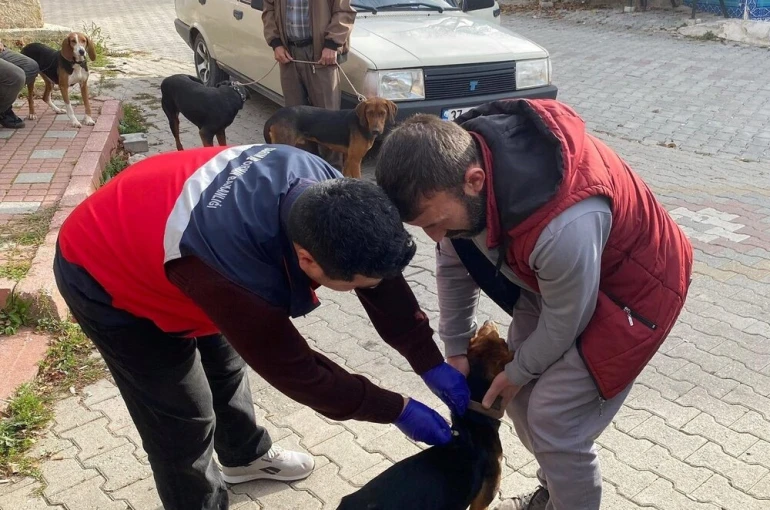 Emet’te sahipli kedi ve köpeklere mikroçip ve kuduz aşısı uygulaması 