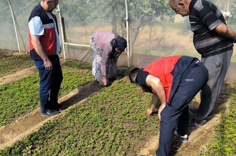 Emet’te seralarda inceleme ve bilgilendirme faaliyetleri 