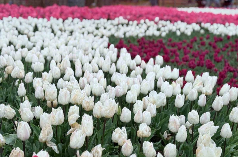 Emirgan Korusu’nda lale festivali başladı 