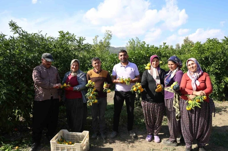 En ucuz meyve: Mandalina bahçede 8 TL’ye kadar düştü 