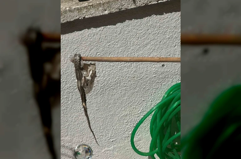 Enez’de sitede yılan paniği