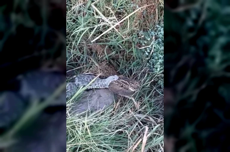 Engerek yılanının bıldırcın avı kameraya yansıdı