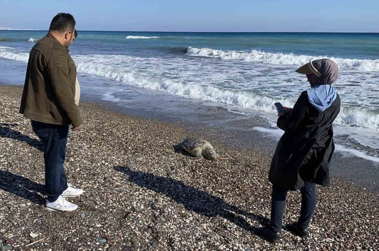 Erdemli sahilinde üzücü manzara: 2 günde 2 caretta caretta telef oldu 