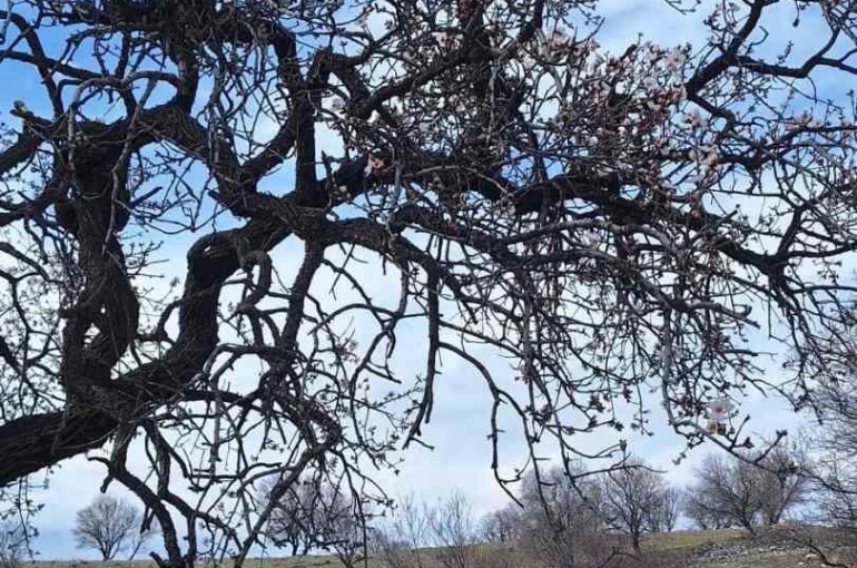 Ergani’de badem ağaçları erken çiçek açtı