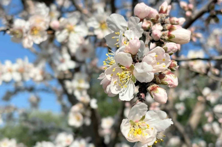 Erken çiçek açan badem ağaçları üreticiyi tedirgin etti 